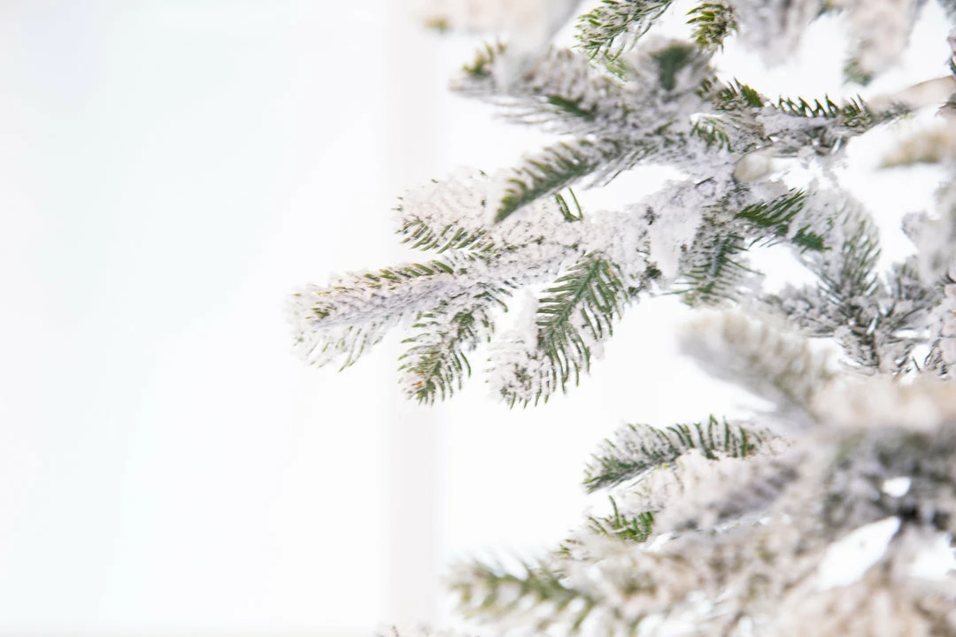 Outlet π The π
Christmas Palace 10 FT ALPINE FIR SNOWY TREE UNLIT π
Christmas TREES βοΈ 4 The Christmas Palace 10 FT ALPINE FIR SNOWY TREE UNLIT CHRISTMAS TREES