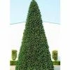 The Christmas Palace 20 FT OLYMPIA TREE PRELIT WARM WHITE LED