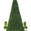 The Christmas Palace CHRISTMAS TREES 24 FT OLYMPIA TREE PRELIT WARM WHITE LED