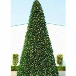 The Christmas Palace 40 FT OLYMPIA TREE PRELIT WARM WHITE LED CHRISTMAS TREES