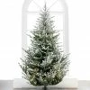 The Christmas Palace 7 FT NORWAY SPRUCE SNOWY PRE LIT WARM WHITE LED LIGHTS CHRISTMAS TREES