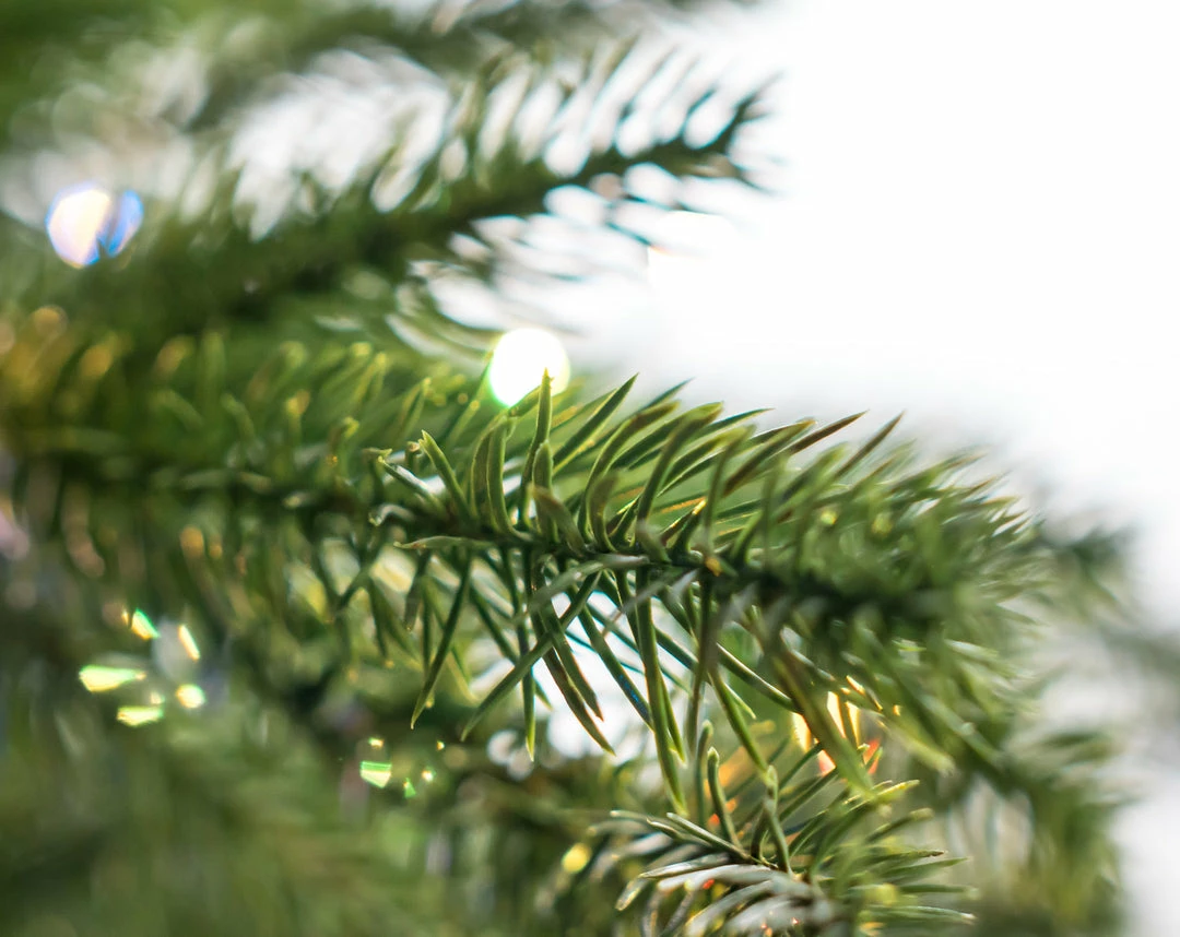 Brand new π The π Christmas Palace Gilded Elegance 12 FT RUSSIAN FIR SLIM PRE LIT CLEAR & MULTI COLOR LED LIGHTS π 4 The Christmas Palace Gilded Elegance 12 FT RUSSIAN FIR SLIM PRE LIT CLEAR & MULTI COLOR LED LIGHTS