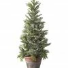 The Christmas Palace CHRISTMAS TREES 2 FT POTTED FROSTED MINI SPRUCE TREE
