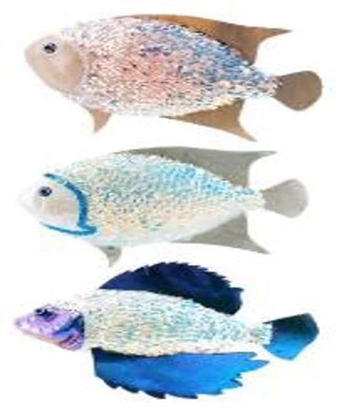 Hot Sale π₯° The π
Christmas Palace MARK ROBERTS 9" GLITTERED FISH ORNAMENT ASSORTED SET OF 3 π
Christmas Ornaments π 1 The Christmas Palace MARK ROBERTS 9" GLITTERED FISH ORNAMENT ASSORTED SET OF 3 Christmas Ornaments